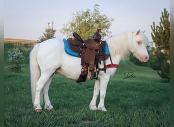 Weitere Ponys/Kleinpferde, Wallach, 8 Jahre, 112 cm, Schecke