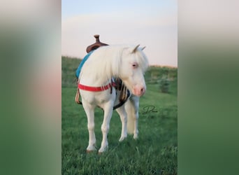 Weitere Ponys/Kleinpferde, Wallach, 8 Jahre, 112 cm, Schecke