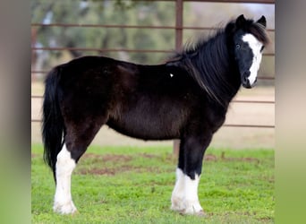 Weitere Ponys/Kleinpferde, Wallach, 8 Jahre, 112 cm, Schecke