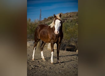 Weitere Ponys/Kleinpferde, Wallach, 8 Jahre, 112 cm