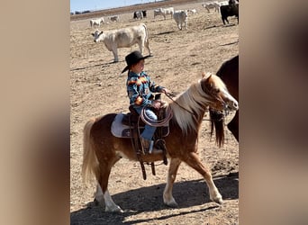 Weitere Ponys/Kleinpferde, Wallach, 8 Jahre, 114 cm, Roan-Red