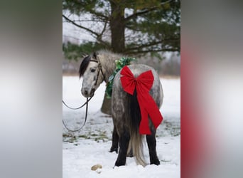 Weitere Ponys/Kleinpferde, Wallach, 8 Jahre, 114 cm, Schimmel