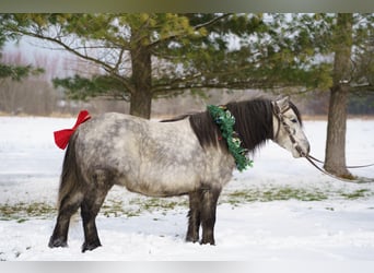 Weitere Ponys/Kleinpferde, Wallach, 8 Jahre, 114 cm, Schimmel