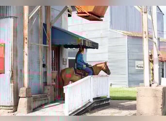 Weitere Ponys/Kleinpferde, Wallach, 8 Jahre, 119 cm, Red Dun