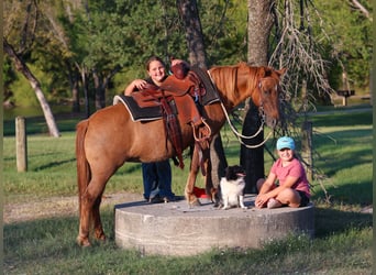 Weitere Ponys/Kleinpferde, Wallach, 8 Jahre, 119 cm, Red Dun