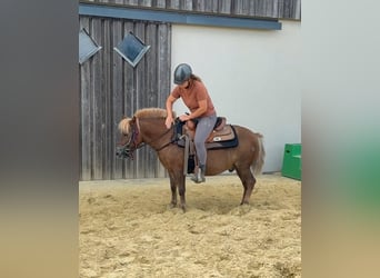 Weitere Ponys/Kleinpferde, Wallach, 8 Jahre, 120 cm, Dunkelfuchs