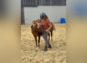 Weitere Ponys/Kleinpferde, Wallach, 8 Jahre, 120 cm, Dunkelfuchs