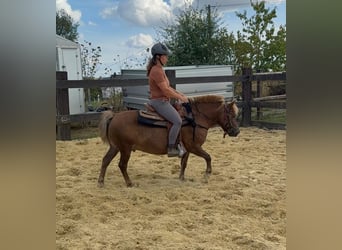 Weitere Ponys/Kleinpferde, Wallach, 8 Jahre, 120 cm, Dunkelfuchs