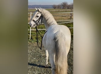 Weitere Ponys/Kleinpferde, Wallach, 8 Jahre, 120 cm, Schimmel