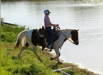 Weitere Ponys/Kleinpferde, Wallach, 8 Jahre, 122 cm, Tobiano-alle-Farben