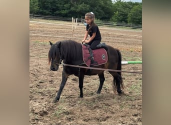 Weitere Ponys/Kleinpferde, Wallach, 8 Jahre, 125 cm, Dunkelbrauner