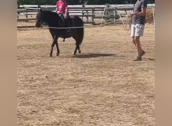 Weitere Ponys/Kleinpferde, Wallach, 8 Jahre, 125 cm, Dunkelbrauner