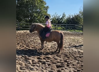 Weitere Ponys/Kleinpferde, Wallach, 8 Jahre, 125 cm, Falbe