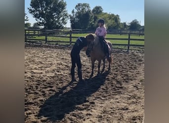Weitere Ponys/Kleinpferde, Wallach, 8 Jahre, 125 cm, Falbe