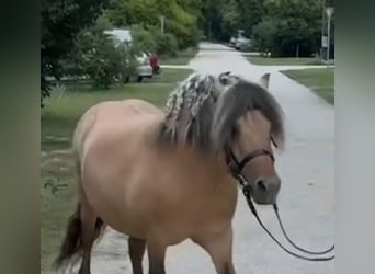 Weitere Ponys/Kleinpferde, Wallach, 8 Jahre, 125 cm, Falbe
