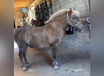 Weitere Ponys/Kleinpferde, Wallach, 8 Jahre, 125 cm
