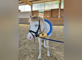 Weitere Ponys/Kleinpferde, Wallach, 8 Jahre, 125 cm, Schecke