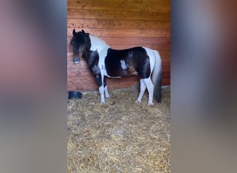 Weitere Ponys/Kleinpferde, Wallach, 8 Jahre, 130 cm, Schecke