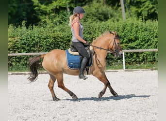 Weitere Ponys/Kleinpferde, Wallach, 8 Jahre, 133 cm, Buckskin