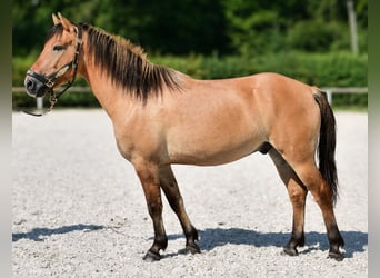 Weitere Ponys/Kleinpferde, Wallach, 8 Jahre, 133 cm, Buckskin