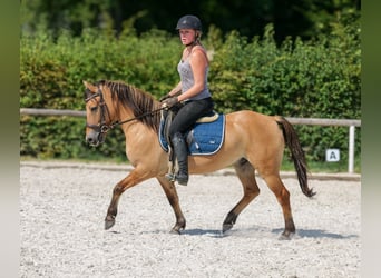 Weitere Ponys/Kleinpferde, Wallach, 8 Jahre, 133 cm, Buckskin
