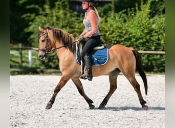 Weitere Ponys/Kleinpferde, Wallach, 8 Jahre, 133 cm, Buckskin