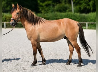 Weitere Ponys/Kleinpferde, Wallach, 8 Jahre, 133 cm, Buckskin