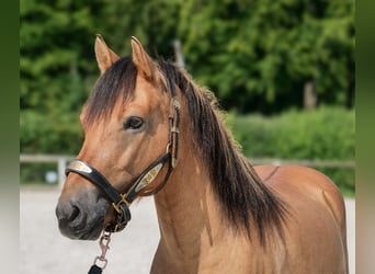 Weitere Ponys/Kleinpferde, Wallach, 8 Jahre, 133 cm, Buckskin