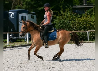 Weitere Ponys/Kleinpferde, Wallach, 8 Jahre, 133 cm, Buckskin