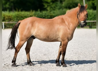 Weitere Ponys/Kleinpferde, Wallach, 8 Jahre, 133 cm, Buckskin