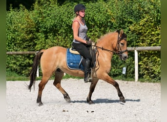 Weitere Ponys/Kleinpferde, Wallach, 8 Jahre, 133 cm, Buckskin