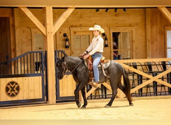 Weitere Ponys/Kleinpferde, Wallach, 8 Jahre, 135 cm, Roan-Blue