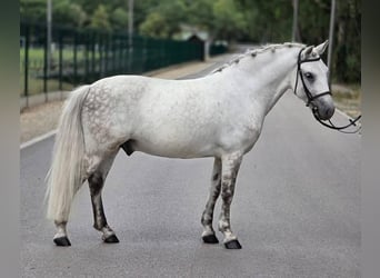 Weitere Ponys/Kleinpferde, Wallach, 8 Jahre, 135 cm, Schimmel