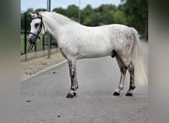 Weitere Ponys/Kleinpferde, Wallach, 8 Jahre, 135 cm, Schimmel