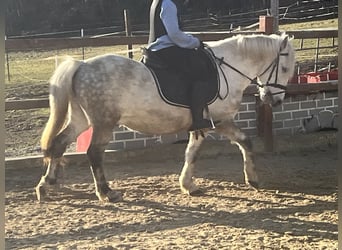 Weitere Ponys/Kleinpferde, Wallach, 8 Jahre, 137 cm, Schimmel