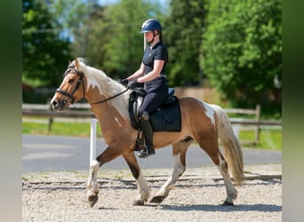 Weitere Ponys/Kleinpferde, Wallach, 8 Jahre, 140 cm, Schecke