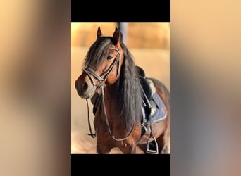 Weitere Ponys/Kleinpferde, Wallach, 8 Jahre, 141 cm, Brauner
