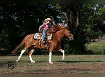 Weitere Ponys/Kleinpferde, Wallach, 8 Jahre, 142 cm, Schecke
