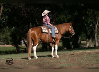 Weitere Ponys/Kleinpferde, Wallach, 8 Jahre, 142 cm, Schecke