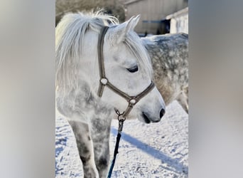 Weitere Ponys/Kleinpferde, Wallach, 8 Jahre, 142 cm, Schimmel