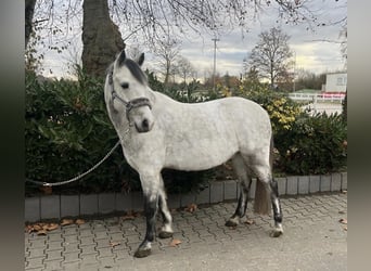 Weitere Ponys/Kleinpferde, Wallach, 8 Jahre, 143 cm, Apfelschimmel