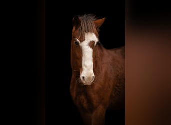 Weitere Ponys/Kleinpferde Mix, Wallach, 8 Jahre, 143 cm, Brauner