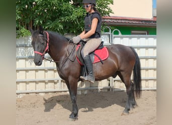 Weitere Ponys/Kleinpferde, Wallach, 8 Jahre, 144 cm, Rappe
