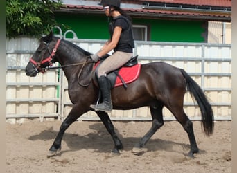 Weitere Ponys/Kleinpferde, Wallach, 8 Jahre, 144 cm, Rappe