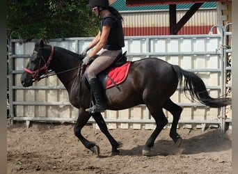 Weitere Ponys/Kleinpferde, Wallach, 8 Jahre, 144 cm, Rappe