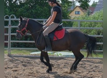 Weitere Ponys/Kleinpferde, Wallach, 8 Jahre, 144 cm, Rappe