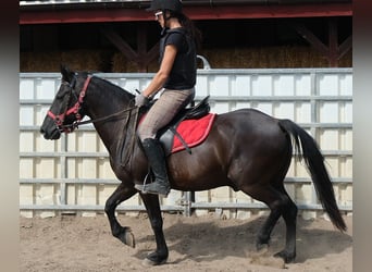 Weitere Ponys/Kleinpferde, Wallach, 8 Jahre, 144 cm, Rappe
