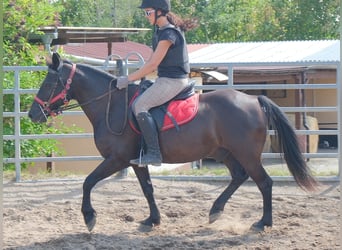 Weitere Ponys/Kleinpferde, Wallach, 8 Jahre, 144 cm, Rappe