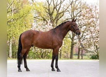 Weitere Ponys/Kleinpferde, Wallach, 8 Jahre, 145 cm, Brauner