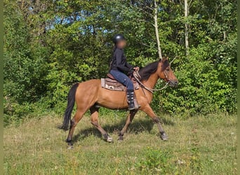 Weitere Ponys/Kleinpferde, Wallach, 8 Jahre, 145 cm, Falbe